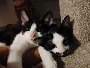 Mustachio, Baby Male Domestic Short Hair