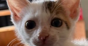 Snowball, Baby Male Domestic Short Hair
