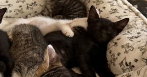 Genevieve, Baby Female Domestic Short Hair