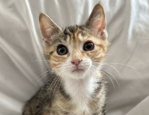 cherry, Baby Female unknown