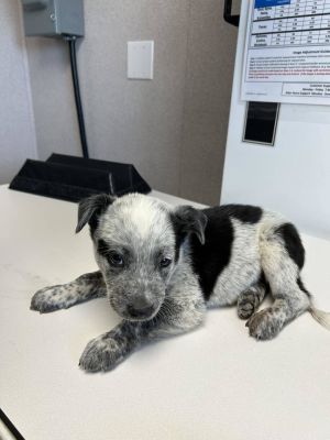 Cattle Dog mix male puppyTucker is about 7 weeks old as of the end of June and already had his