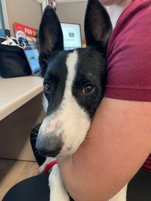 Caelum, Adult Male Border Collie