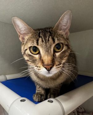 Hedgehog, Adult Female Domestic Short Hair