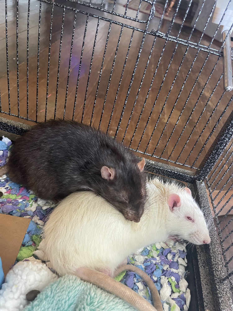 Baron and Splinter