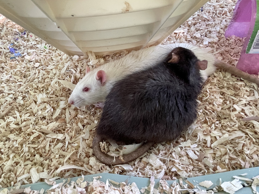 Baron and Splinter