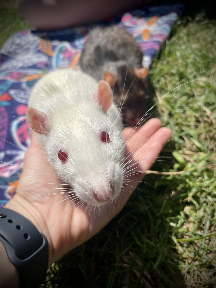 Baron and Splinter