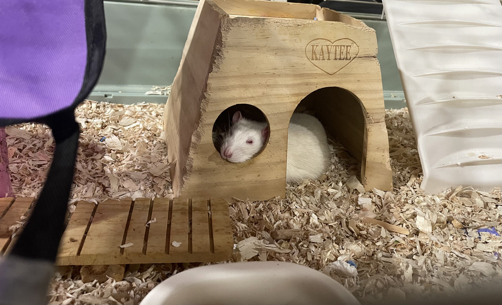 Baron and Splinter