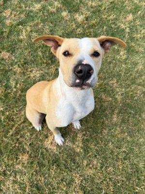 Summer American Staffordshire Terrier Dog