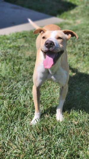 Summer Personality smart friendly Breed pit mix Age 1 year Weight Sex female Foster Needed by 