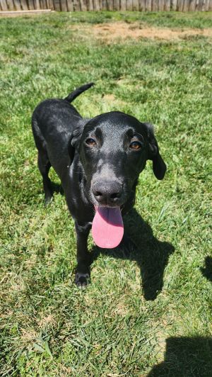 Personality playful friendly goofy Breed black labshepherd mix Age 6-7 months Weight Sex mal