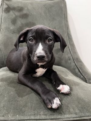 Fritter Pit Bull Terrier Dog
