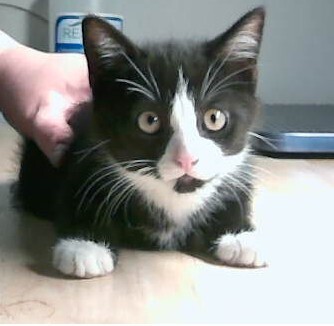Tux