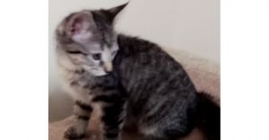 Tabitha, Baby Female Domestic Short Hair