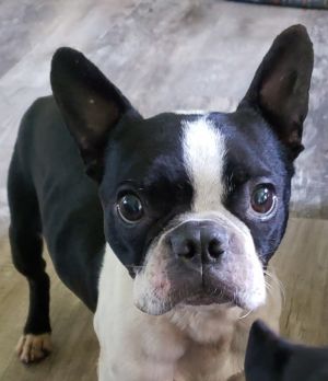 Angus, Young Male Boston Terrier