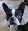 Angus photo 2