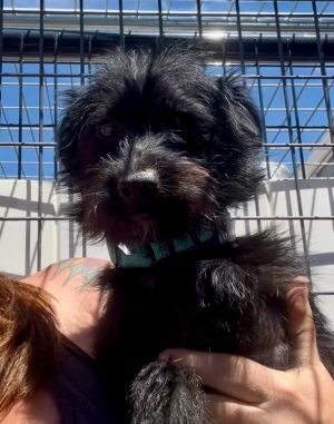 Ranger, Young Male Terrier