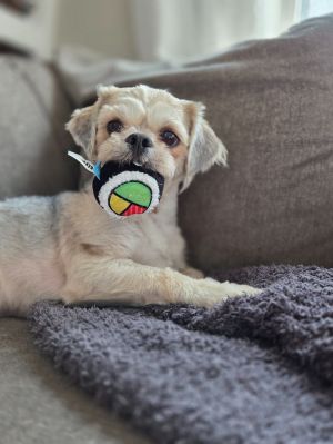 Bo, Young Male Shih Tzu