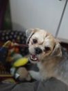 Bo photo 3