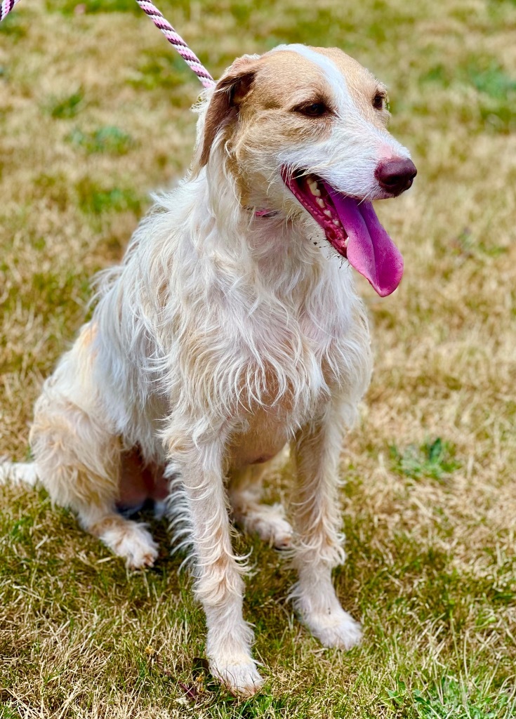 Kau'i Boy, an adoptable Saluki, Terrier in Newberg, OR, 97132 | Photo Image 1