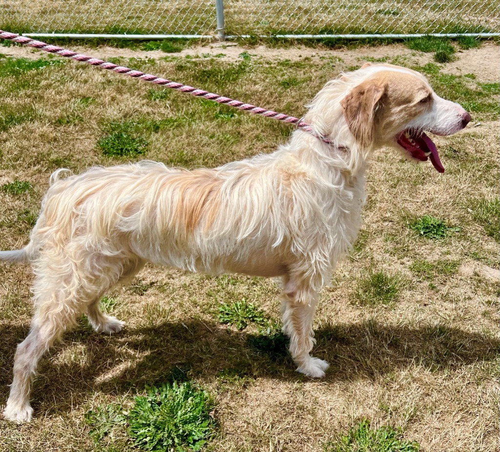 Kau'i Boy, an adoptable Saluki, Terrier in Newberg, OR, 97132 | Photo Image 2