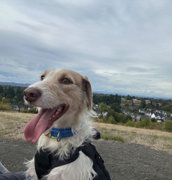 Kaui Boy thumbnail 3