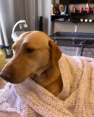 Della, Adult Female Labrador Retriever