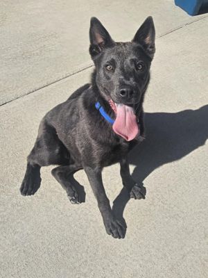 Sirus, Young Male Shepherd