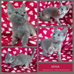 Mina, Baby Female Domestic Short Hair