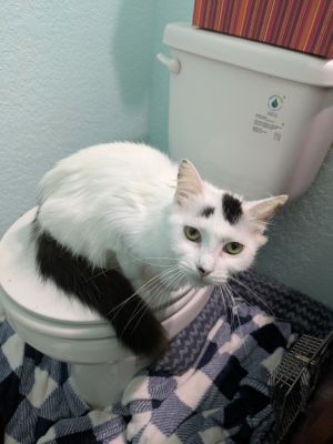 Momma Skye, Young Female Domestic Long Hair