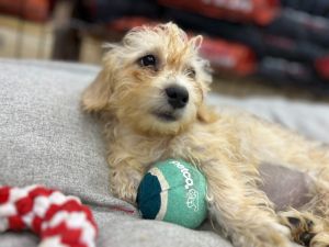 Ada, Baby Female Dachshund