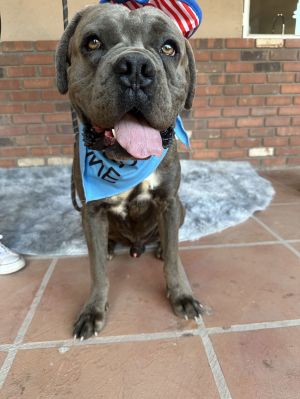 Jared, Young Male Cane Corso