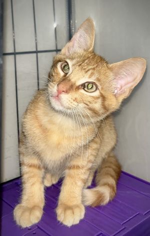 Dakota, Baby Male Domestic Short Hair