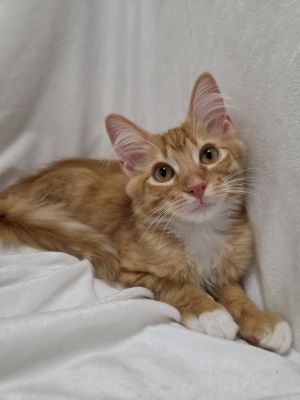 Phoenix, Baby Male Domestic Medium Hair