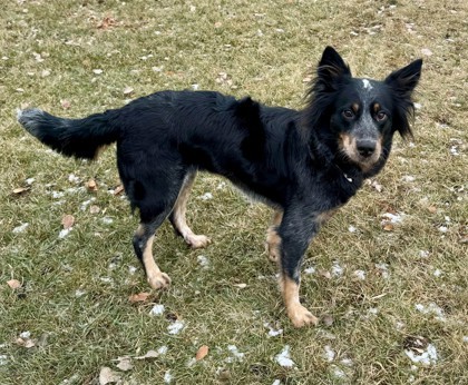 Roxy, an adoptable Border Collie, Cattle Dog in Willmar, MN, 56201 | Photo Image 3