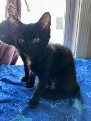 Spritz, Young Female Domestic Short Hair
