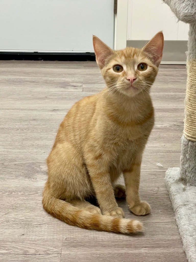 Clyde