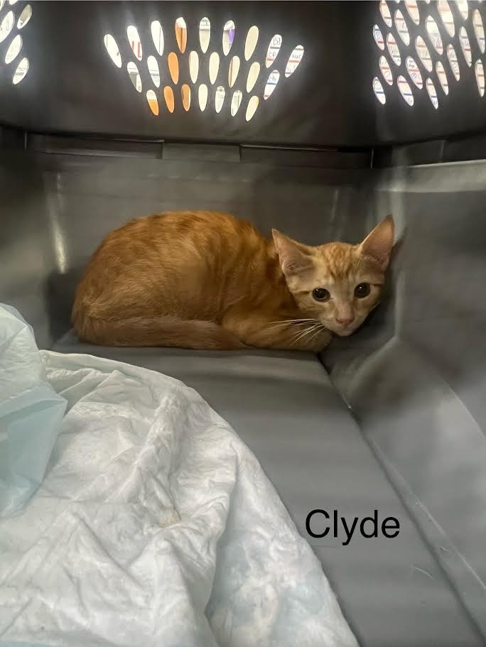 Clyde