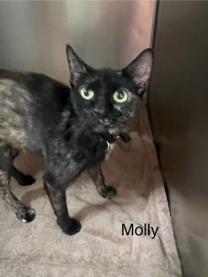 Molly, Young Female Domestic Short Hair