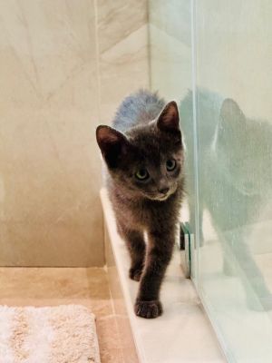 Graycie, Baby Female Domestic Short Hair