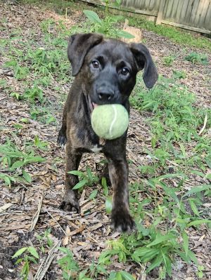 Jade, Baby Female Labrador Retriever