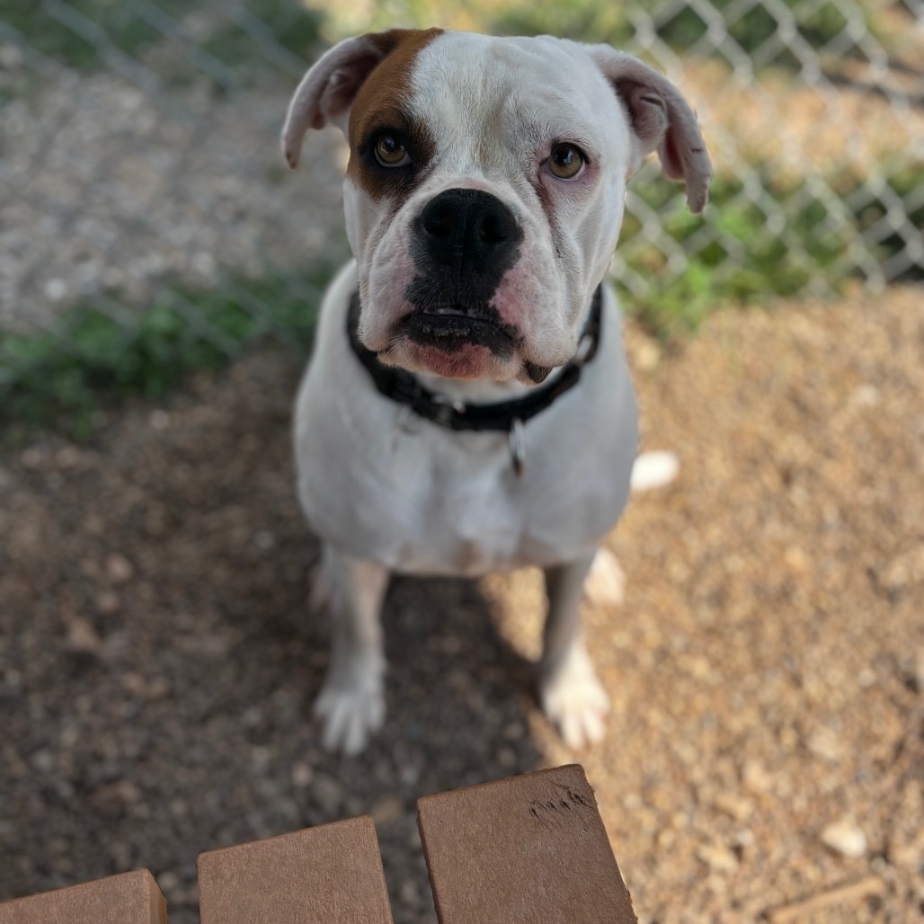Betty Boxer