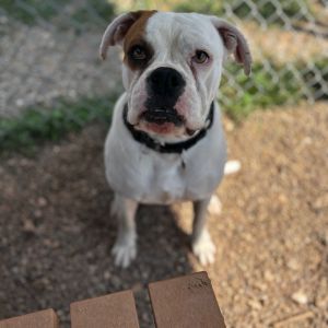 Betty Boxer, Adult Female Boxer