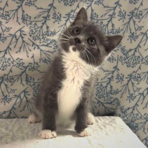 Canyon-In Foster, Baby Male Domestic Short Hair