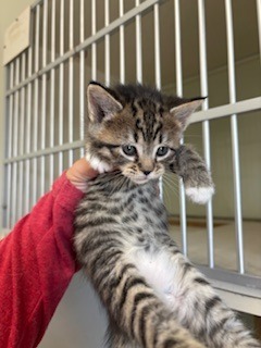 Gamora, Baby Female Domestic Short Hair