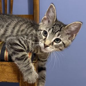 Chai, Baby Male Domestic Short Hair
