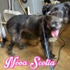 Nova scotia