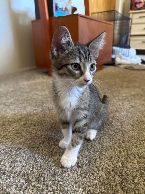 Dish Rag, Baby Male Domestic Short Hair