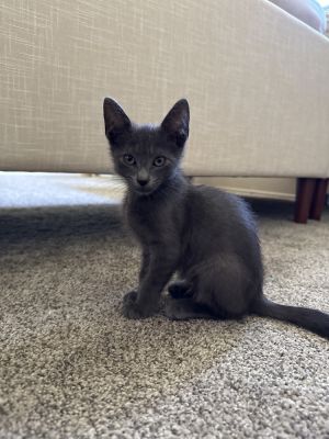 Crockpot, Baby Male Domestic Short Hair