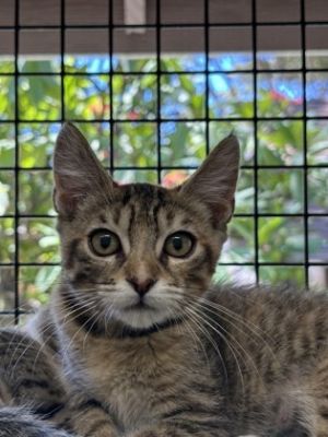 Wilhelmina, Baby Female Domestic Short Hair