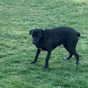 Midnight, Adult Female Feist